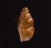 コモンサナギガイモドキ (仮称) Pupoides coenopictusfig.3