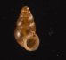 コモンサナギガイモドキ (仮称) Pupoides coenopictusfig.1