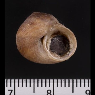 画像2: コシダカヘソワゴマ