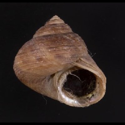 画像3: コシダカヘソワゴマ