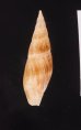 コマリフデ Mitra picta aerumnosafig.3