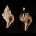 アオモリヤエバツノオリイレ
