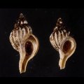 アオモリヤエバツノオリイレ