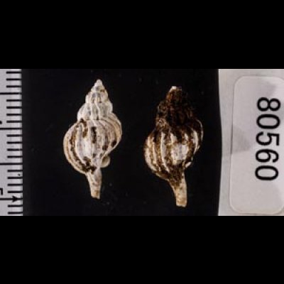 画像2: アオモリヤエバツノオリイレ