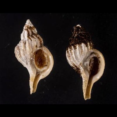 画像1: アオモリヤエバツノオリイレ