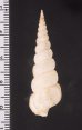 キヌメヌノメイトカケ Amaea oyasionensisfig.2