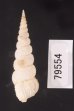 キヌメヌノメイトカケ Amaea oyasionensisfig.3