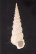 キヌメヌノメイトカケ Amaea oyasionensisfig.1