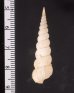 キヌメヌノメイトカケ Amaea oyasionensisfig.2