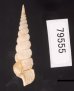 キヌメヌノメイトカケ Amaea oyasionensisfig.3