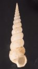 キヌメヌノメイトカケ Amaea oyasionensisfig.1