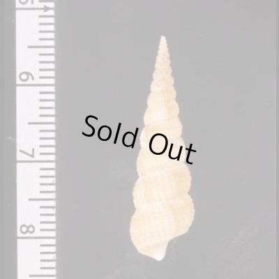 キヌメヌノメイトカケ Amaea oyasionensisfig.2