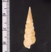 キヌメヌノメイトカケ Amaea oyasionensisfig.2