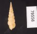 キヌメヌノメイトカケ Amaea oyasionensisfig.3