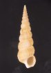 キヌメヌノメイトカケ Amaea oyasionensisfig.1