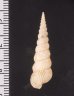 キヌメヌノメイトカケ Amaea oyasionensisfig.2