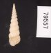 キヌメヌノメイトカケ Amaea oyasionensisfig.3