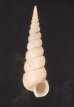 キヌメヌノメイトカケ Amaea oyasionensisfig.1