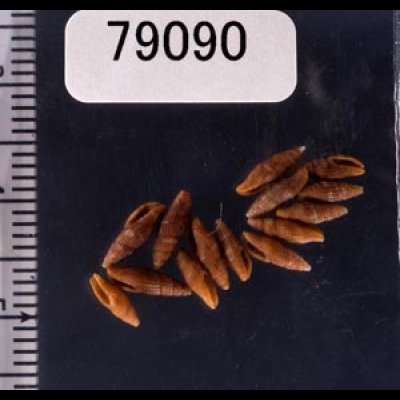 ノミフデ Thala ogasawaranafig.1