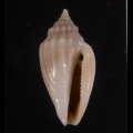 Eucithara marginelloides コトツブ 琴小螺