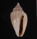 Eucithara marginelloides コトツブ 琴小螺