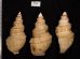 ヤゲンバイ Clinopegma unicum damonfig.2