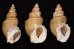 ヤゲンバイ Clinopegma unicum damonfig.1