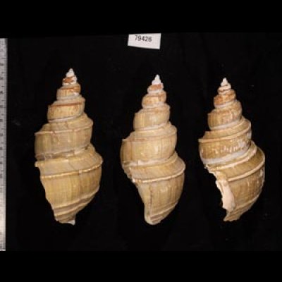 ヤゲンバイ Clinopegma unicum damonfig.2