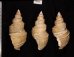 ヤゲンバイ Clinopegma unicum damonfig.2