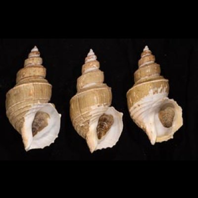 ヤゲンバイ Clinopegma unicum damonfig.1
