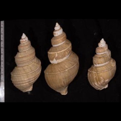 ヤゲンバイ 薬研? Clinopegma unicum damonfig.2