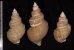 ヤゲンバイ 薬研? Clinopegma unicum damonfig.2