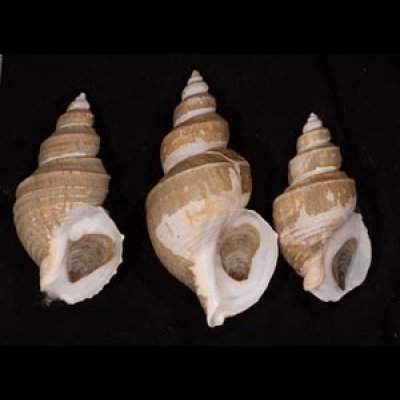 ヤゲンバイ 薬研? Clinopegma unicum damonfig.1