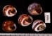バリメダママイマイ Asperitas sparsa baliensisfig.2