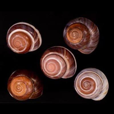 バリメダママイマイ Asperitas sparsa baliensisfig.1