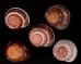 バリメダママイマイ Asperitas sparsa baliensisfig.1
