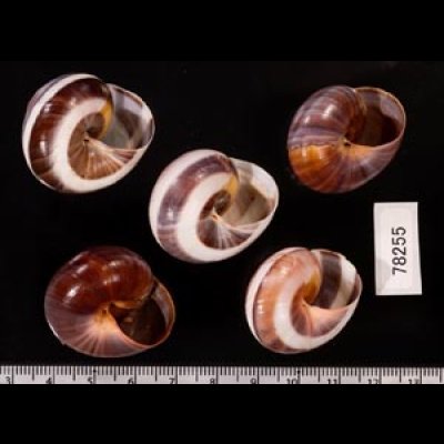 バリメダママイマイ Asperitas sparsa baliensisfig.2