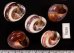 バリメダママイマイ Asperitas sparsa baliensisfig.2
