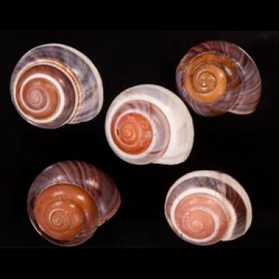 バリメダママイマイ Asperitas sparsa baliensisfig.1