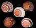 バリメダママイマイ Asperitas sparsa baliensisfig.1