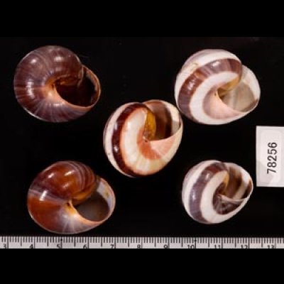バリメダママイマイ Asperitas sparsa baliensisfig.2
