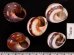 バリメダママイマイ Asperitas sparsa baliensisfig.2