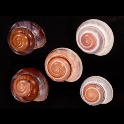 バリメダママイマイ Asperitas sparsa baliensisfig.1