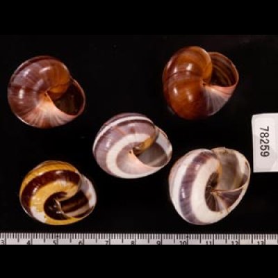 バリメダママイマイ Asperitas sparsa baliensisfig.2