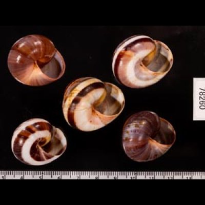 バリメダママイマイ Asperitas sparsa baliensisfig.2