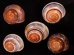 バリメダママイマイ Asperitas sparsa baliensisfig.1