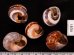 バリメダママイマイ Asperitas sparsa baliensisfig.2