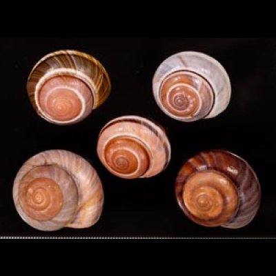 バリメダママイマイ Asperitas sparsa baliensisfig.1