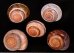 バリメダママイマイ Asperitas sparsa baliensisfig.1