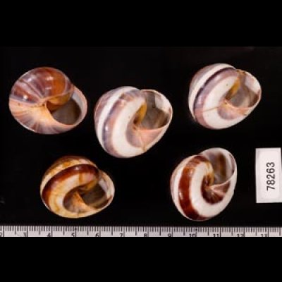 バリメダママイマイ Asperitas sparsa baliensisfig.2